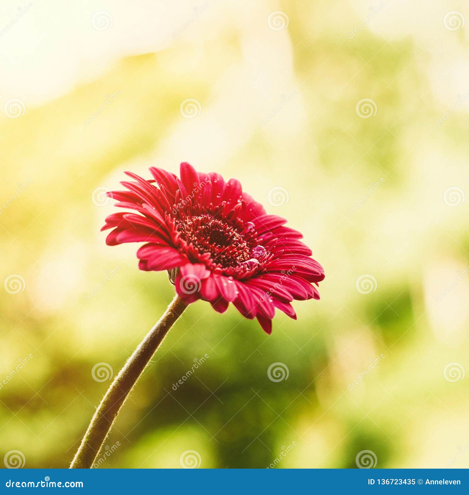 Red Flower and a Sunny Day - Spring Holidays and Floral Backgrounds ...