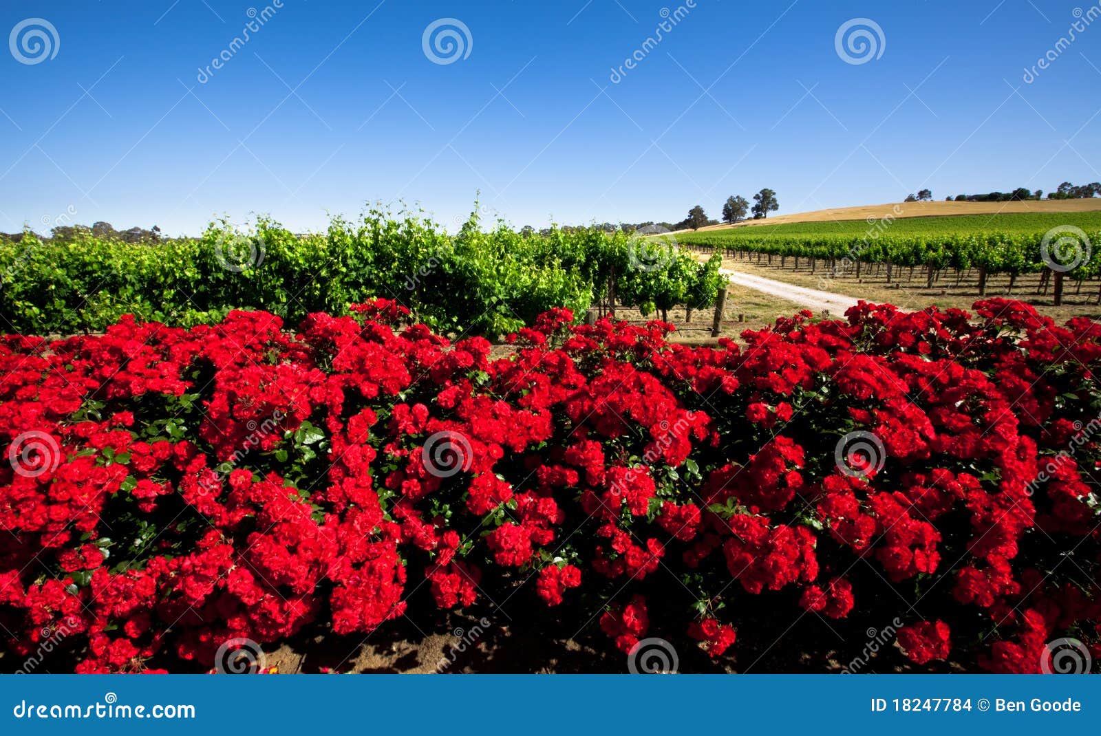 Red Flower Vineyard stock photo. Image of green, sunny 18247784