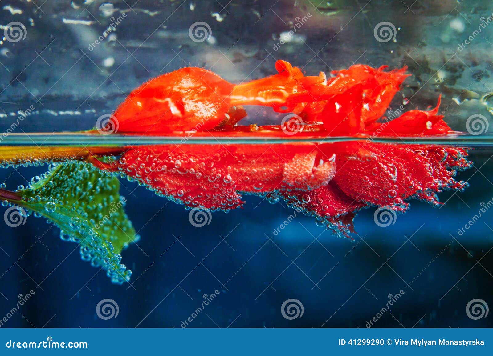 Red Flower in Water with Bubbles Stock Photo Image of color