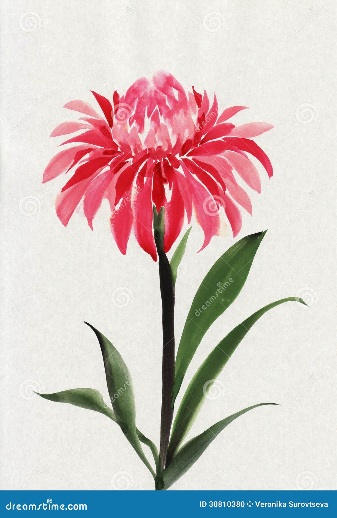 Red flower stock illustration. Illustration of japanese - 30810380