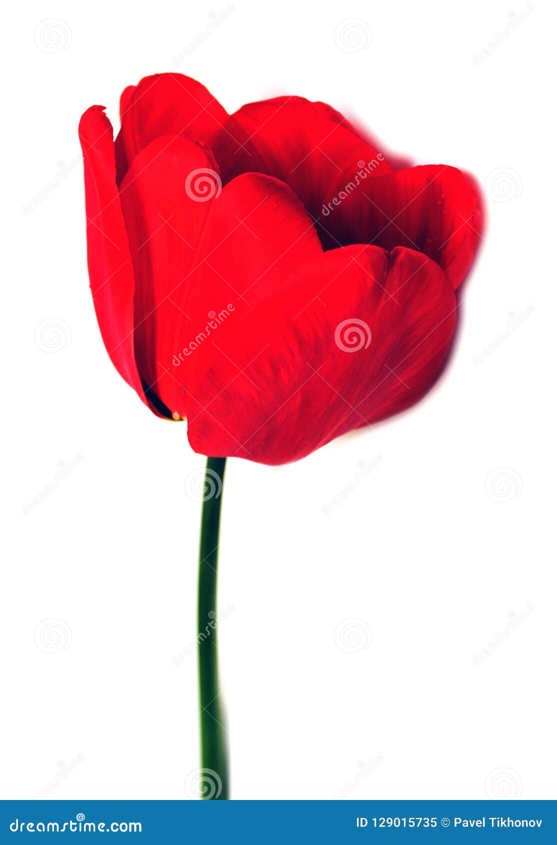 Red Flower on a White Background Stock Image Image of single