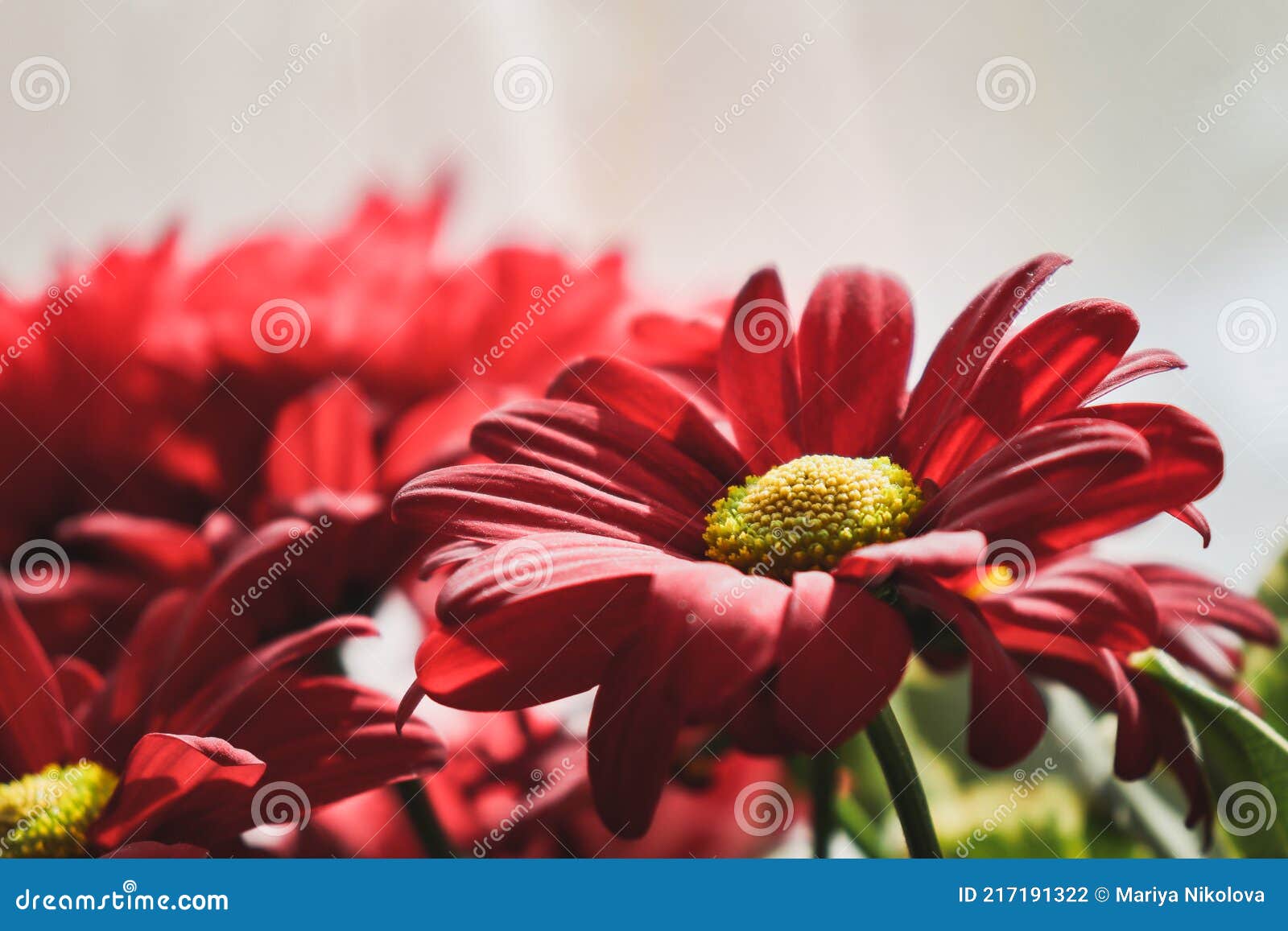 Red Flower on White Background Stock Photo Image of bouquet, floral