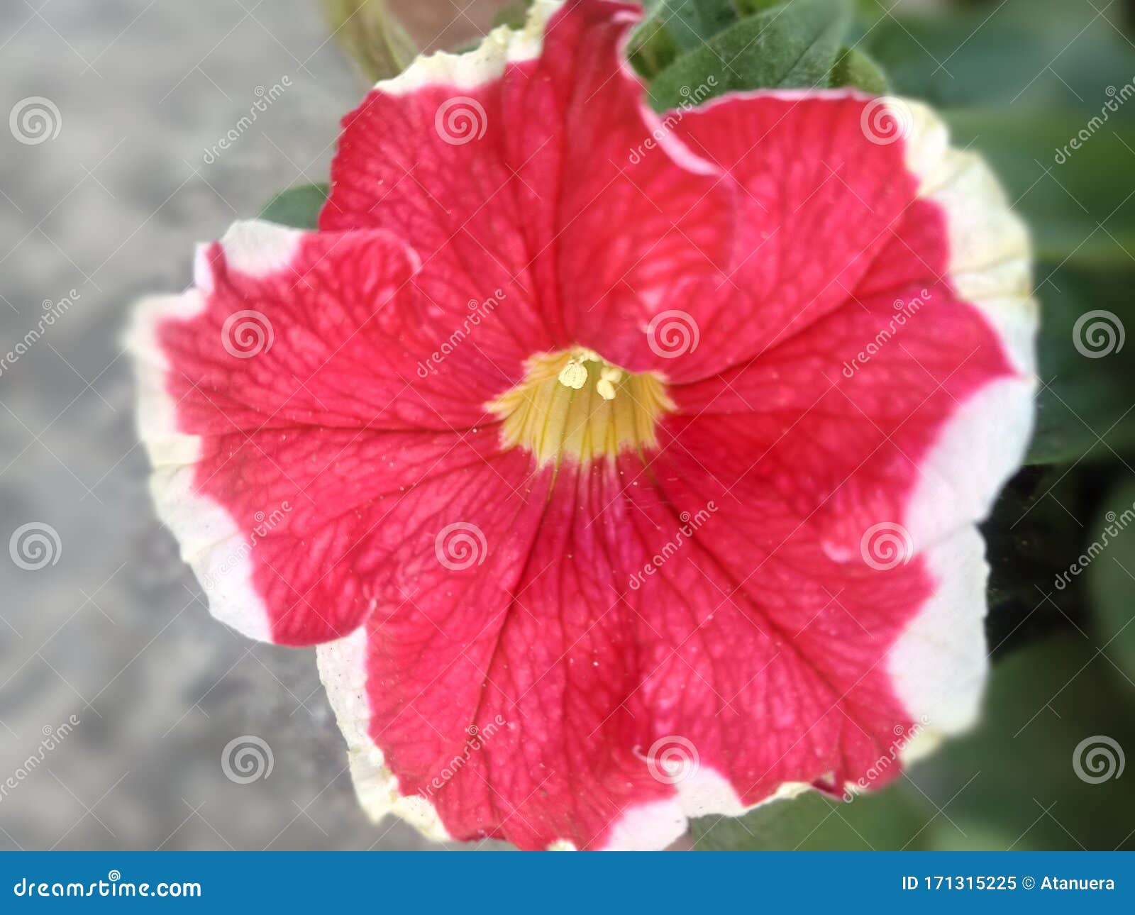 Red Flower Winter Spring India Stock Image Image of flower, winter 171315225