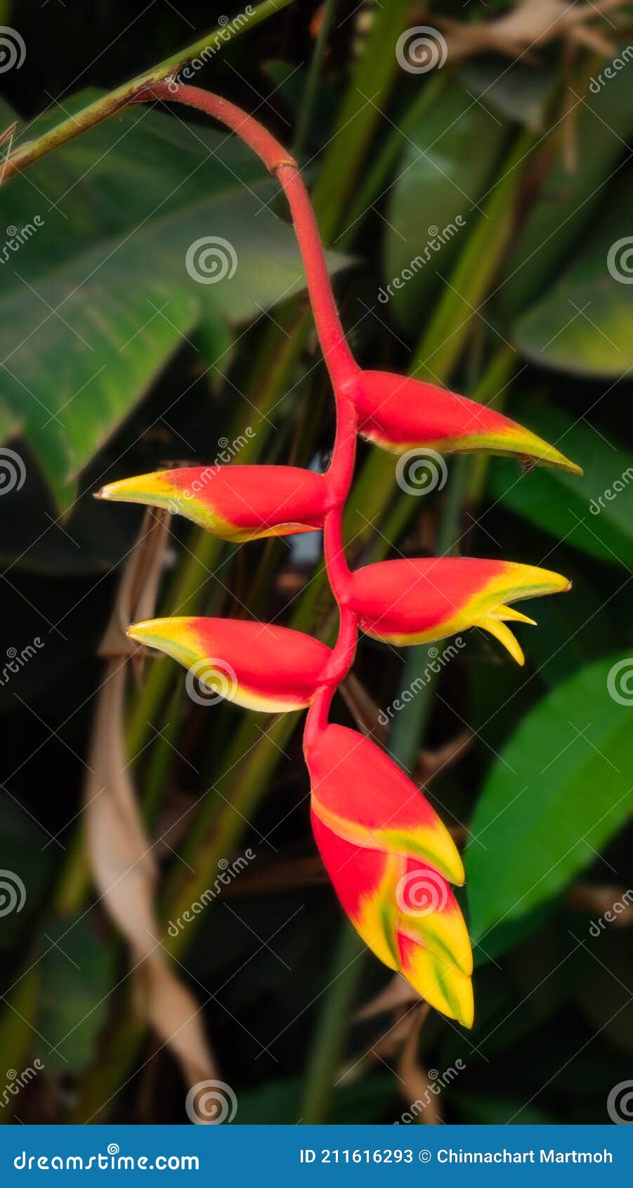 Red Flower with Yellow Stripe Named Bird of Paradise Stock Image ...