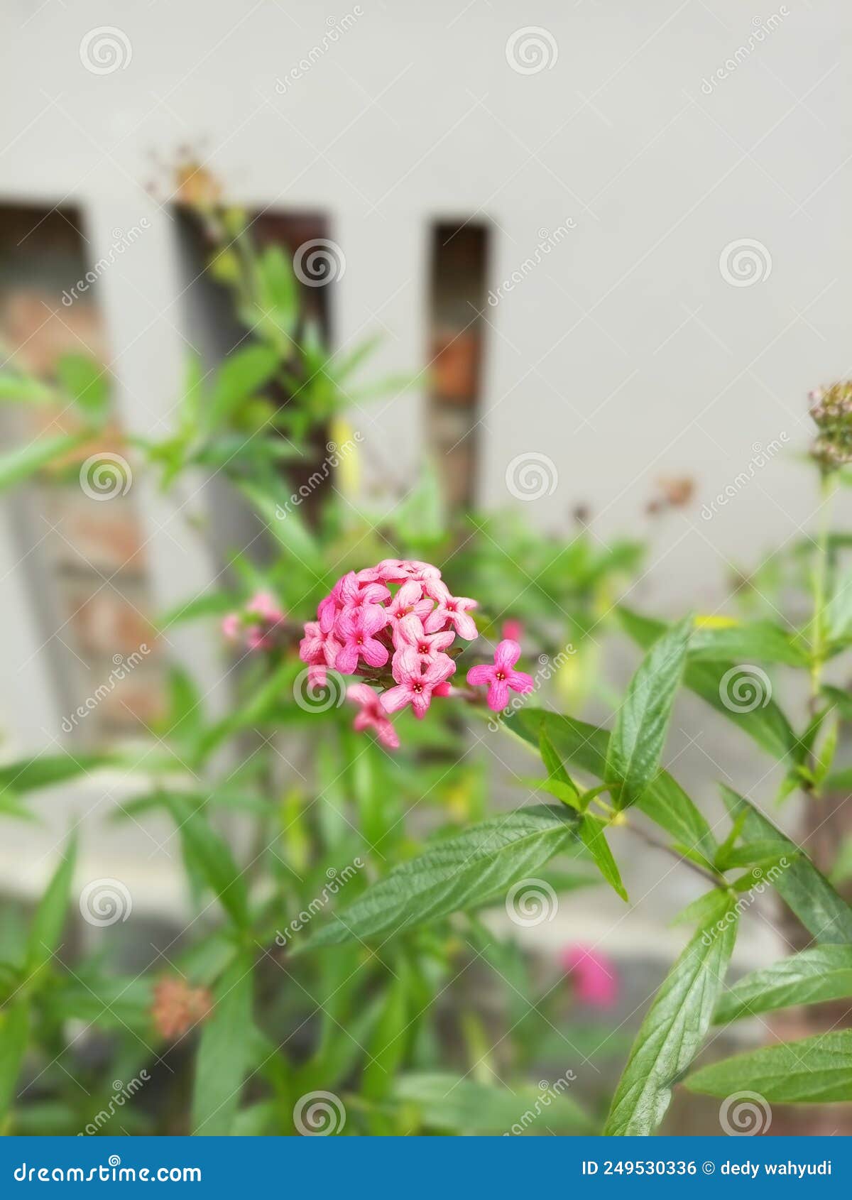 Red Flowered Plants Around Your House Stock Photo Image of leaf