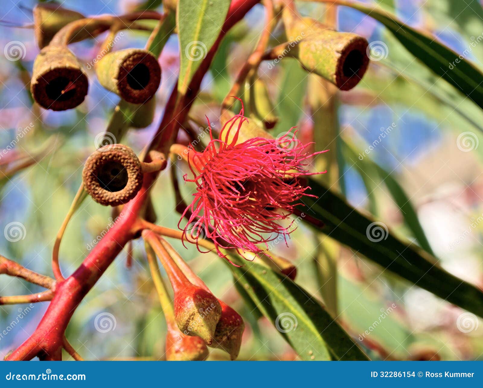 Red flowering gum stock photo. Image of garden, beauty 32286154