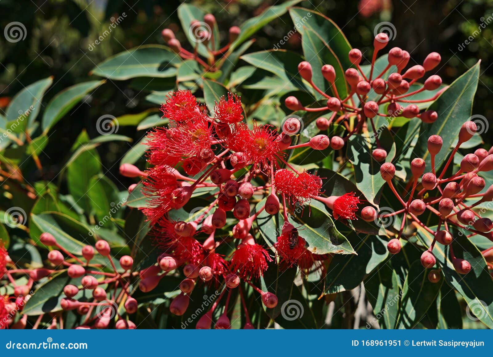 Red Flowering Gum Flowers Blooming Stock Image Image of native