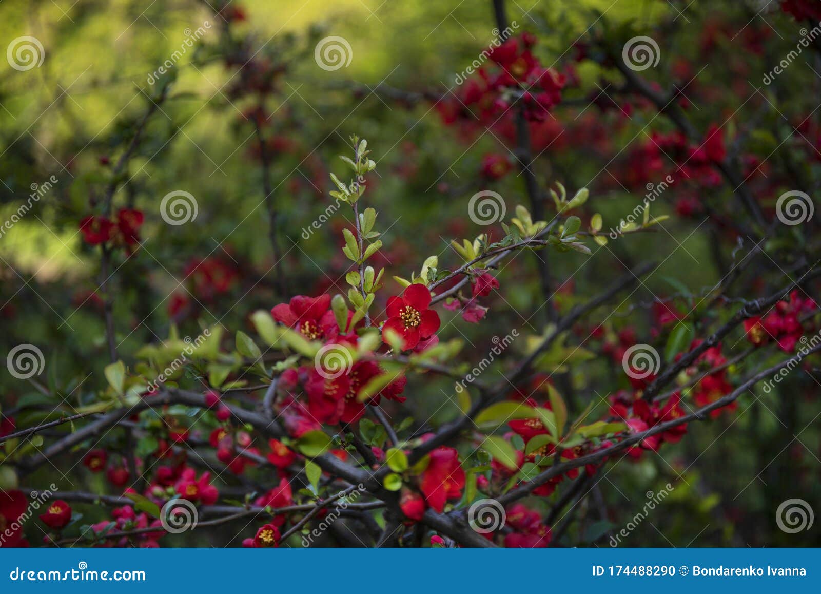 Red Flowering Quince Branches in Spring Garden Stock Photo Image of