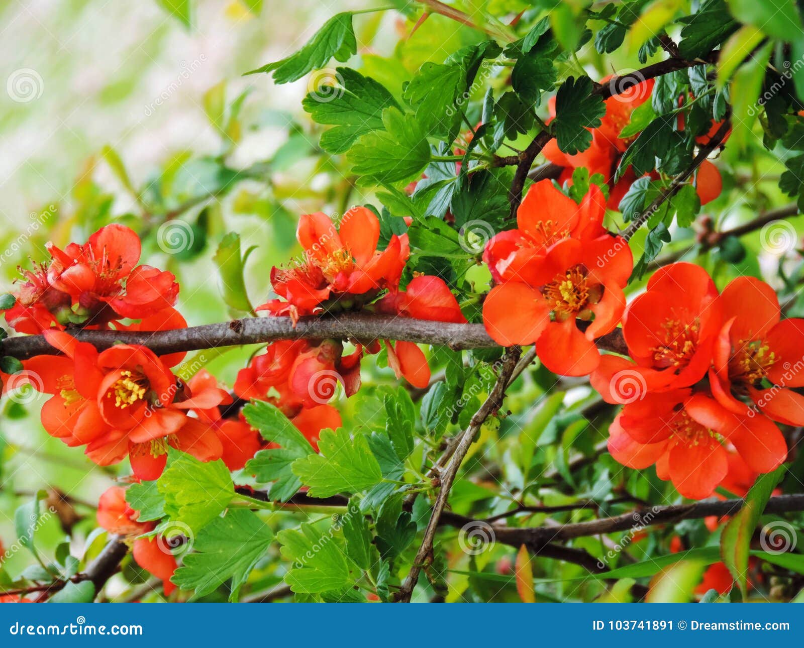 red flowering quince in spring