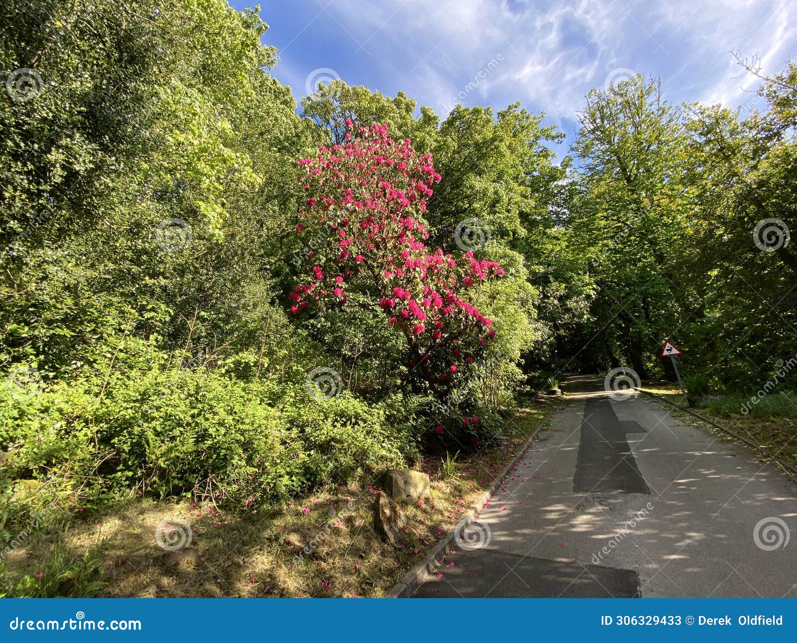 red flowering tree, on a small lane in, oxenhope, yorkshire, uk