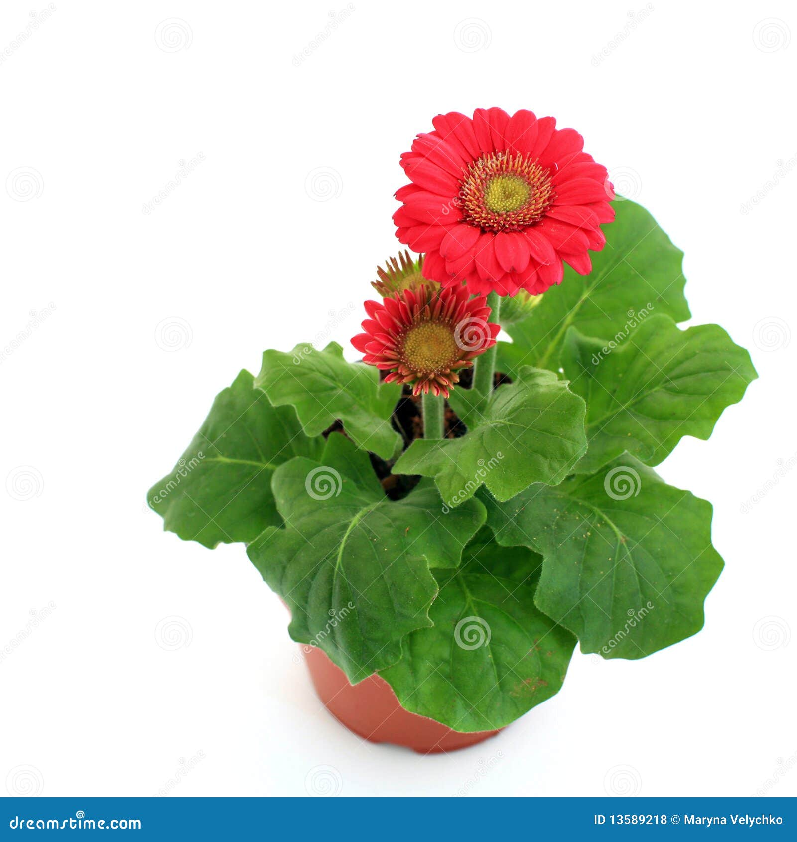 Red flowers stock photo. Image of flower, potted, nature - 13589218