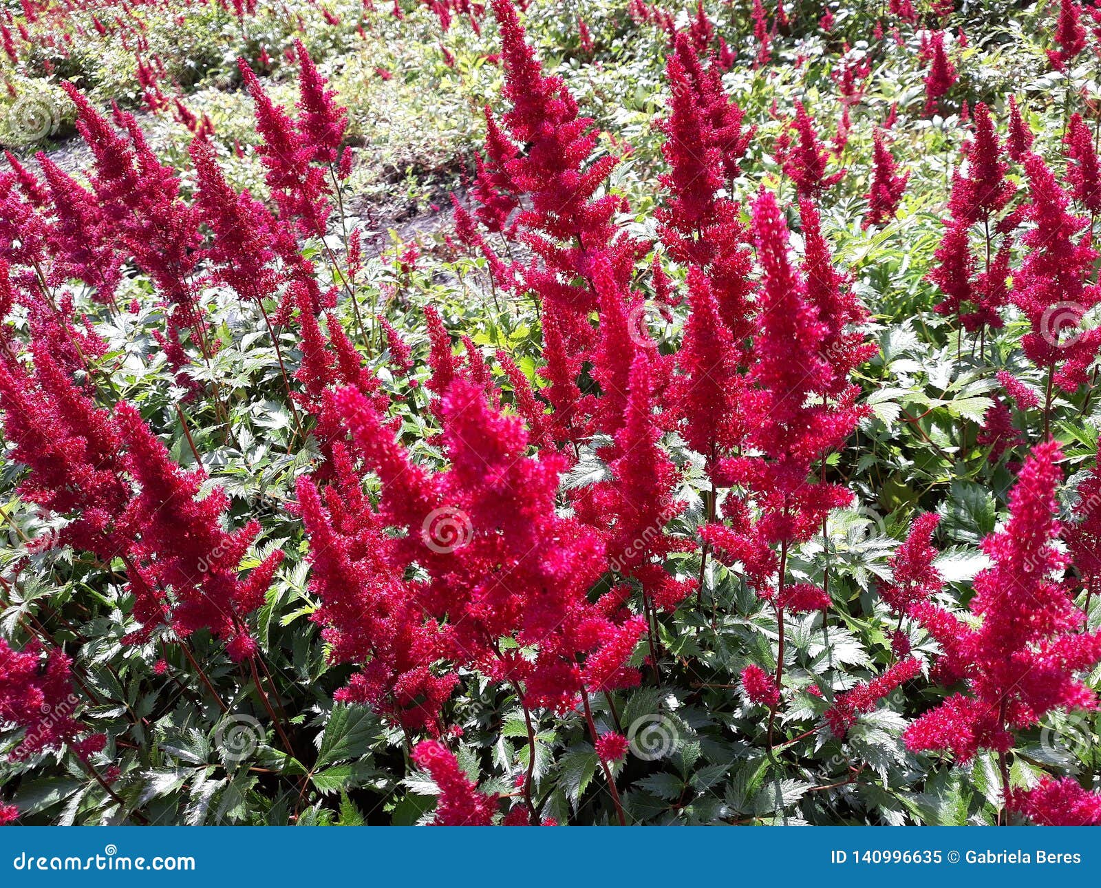 red flowers of astilbe japonica montgomery, false spirea in the garden.