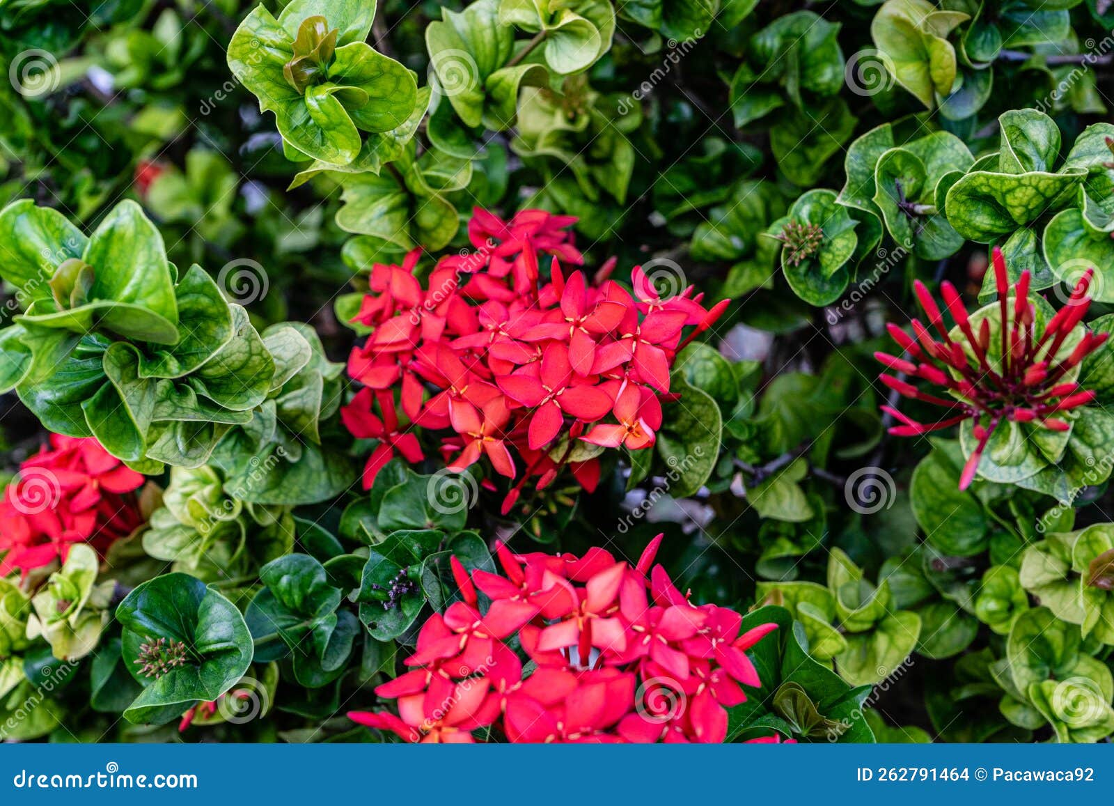 Red Flowers on a Background of Dense Lush Green Foliage Stock Photo