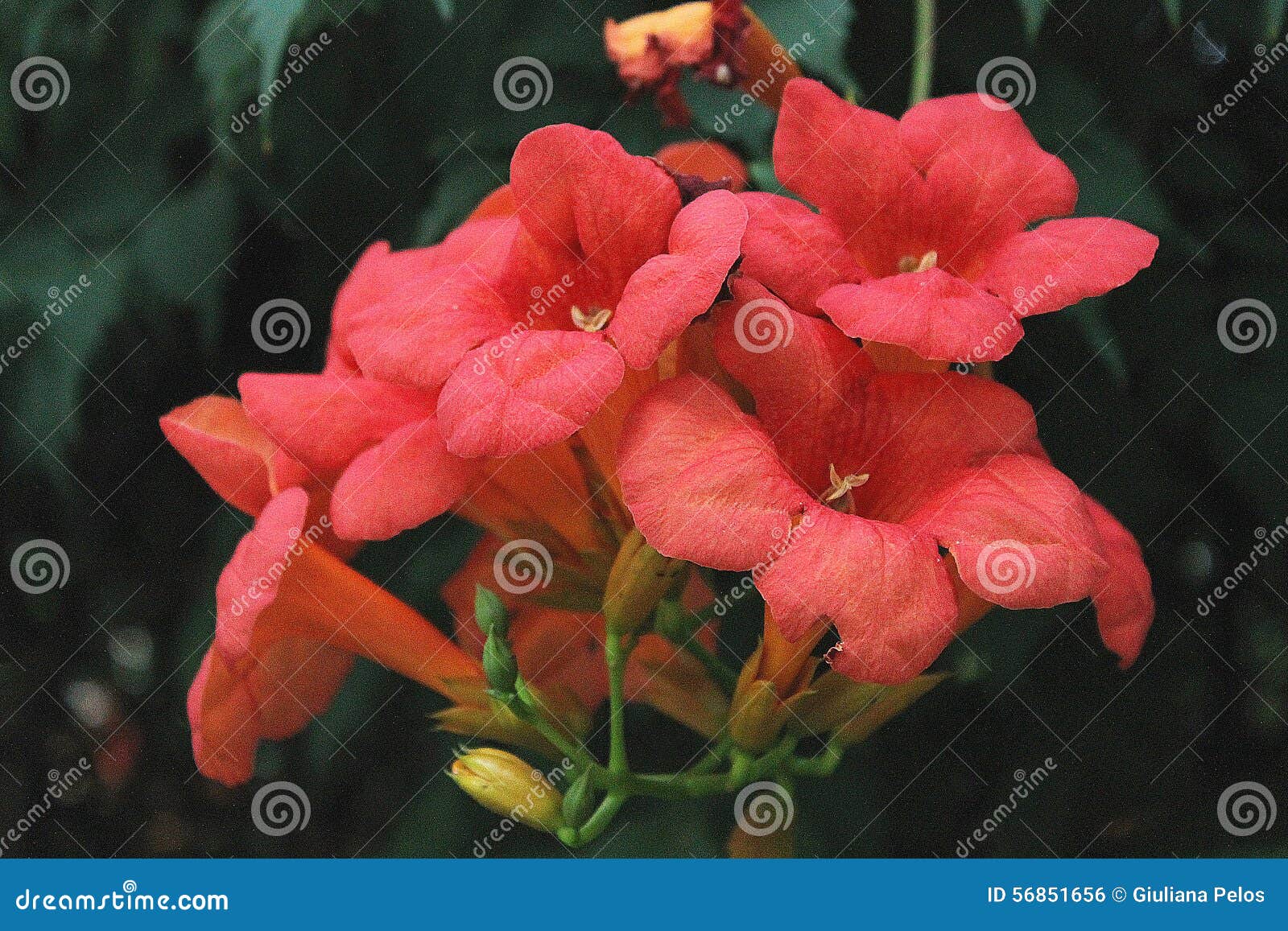 red flowers - bignonia unguis -cati