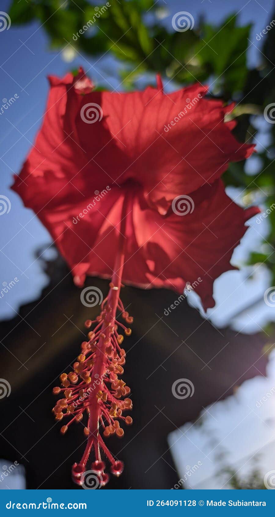 Red Flowers that always Bloom during the Day Stock Photo Image of