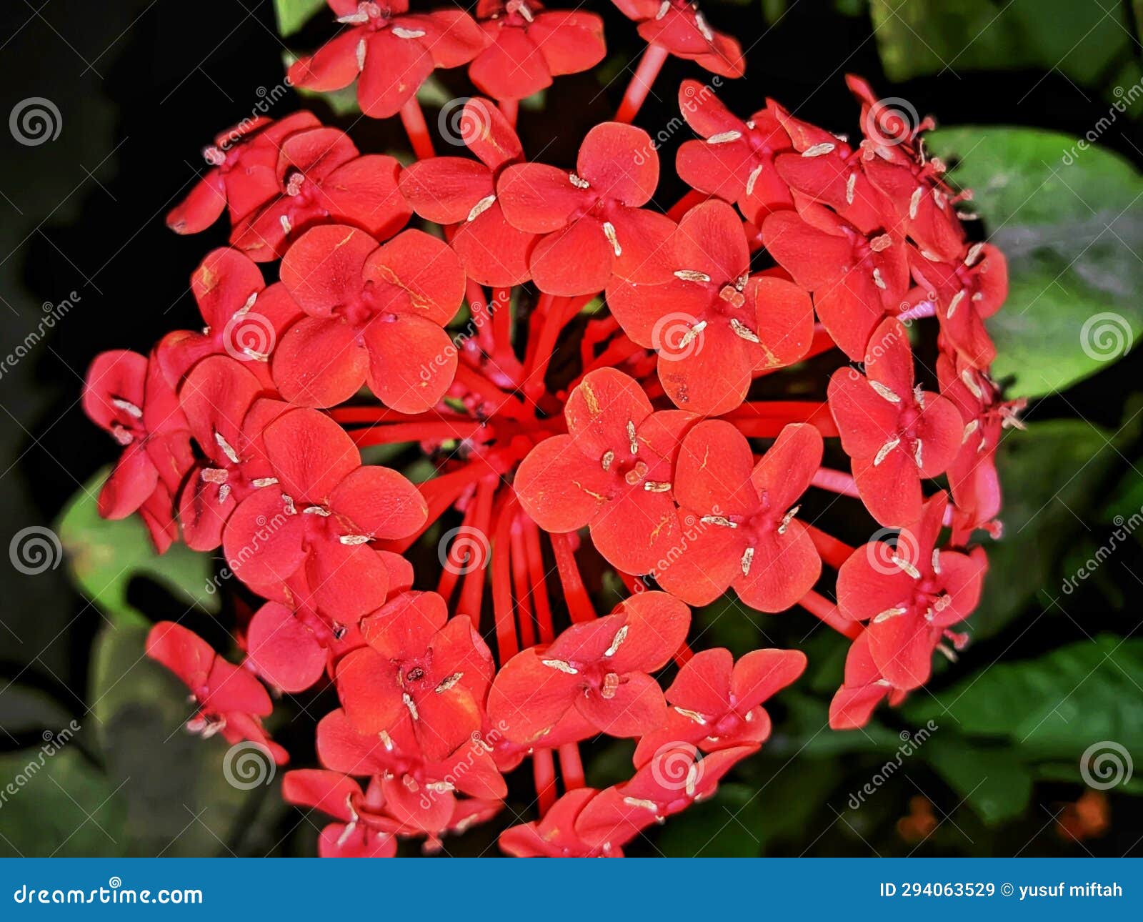 Red flowers bloom at night stock image. Image of flowers 294063529