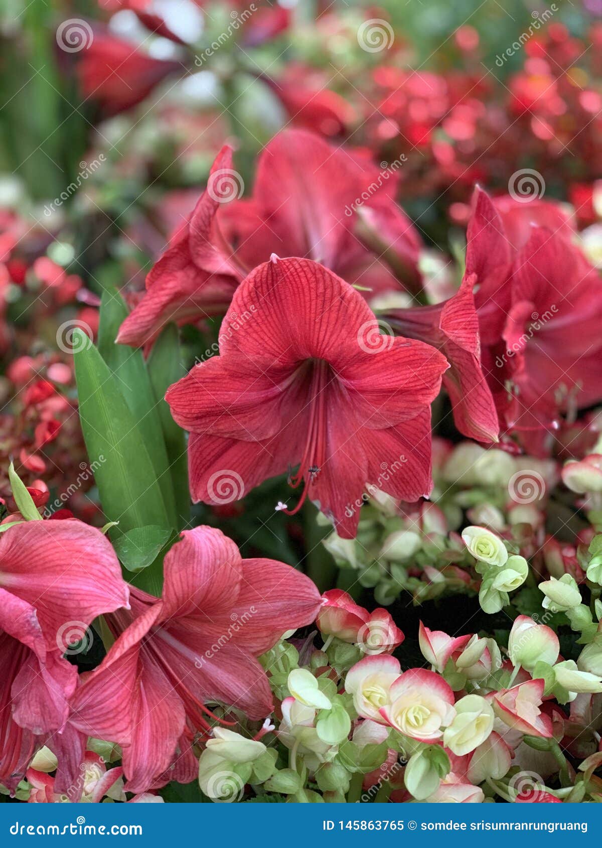 Red Flowers Are Blooming Stock Image Image Of Green 145863765