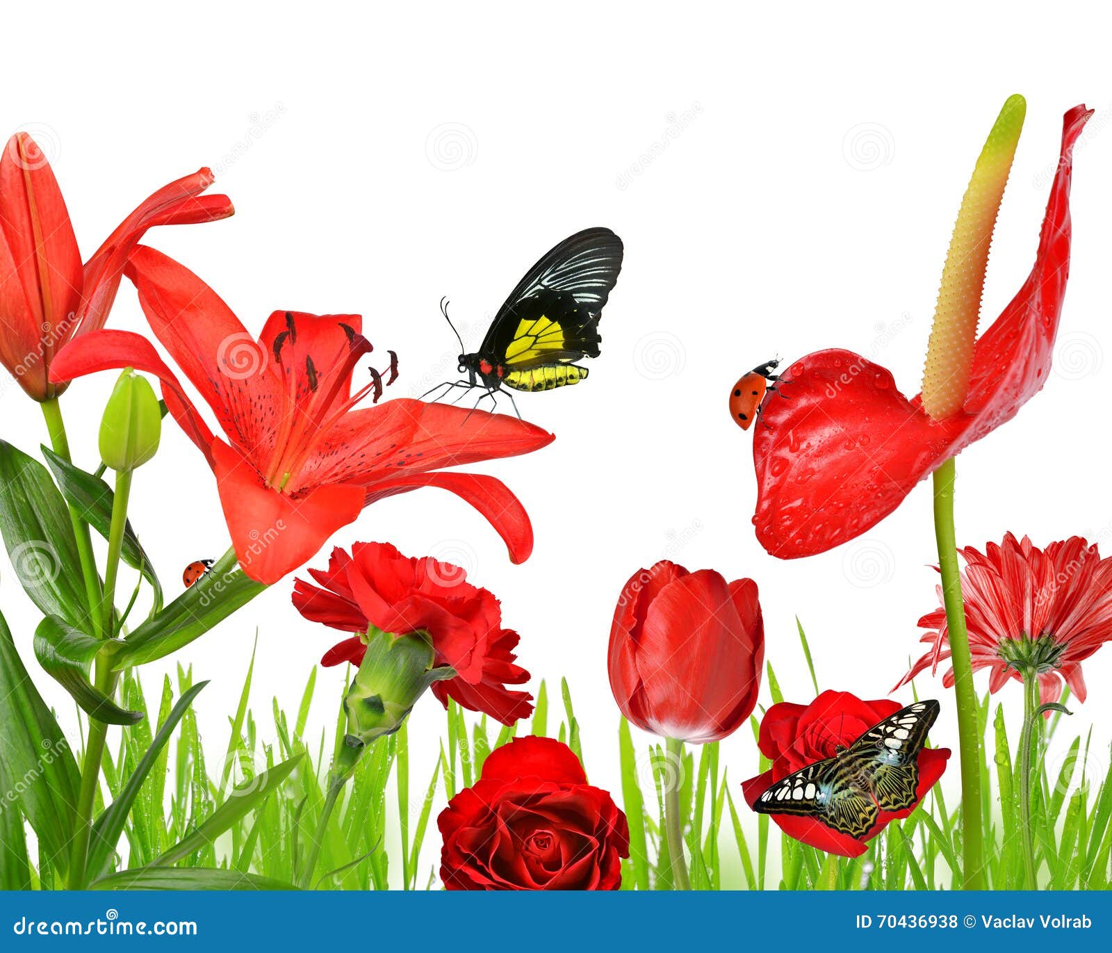 Red Flowers with Butterflies and Ladybug Stock Photo Image of gift