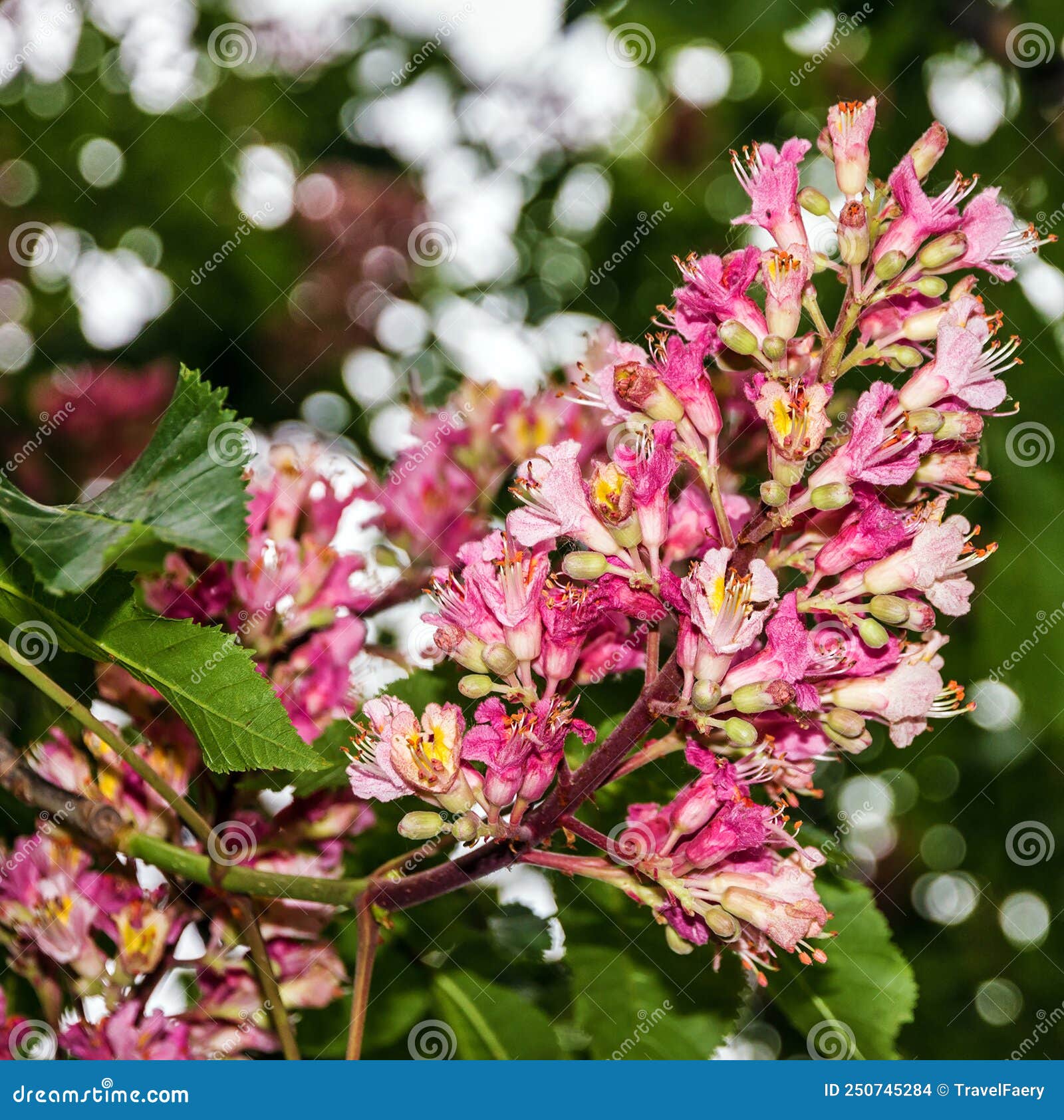 Horse Chestnut Leaf Scar Stock Photos Free & RoyaltyFree Stock