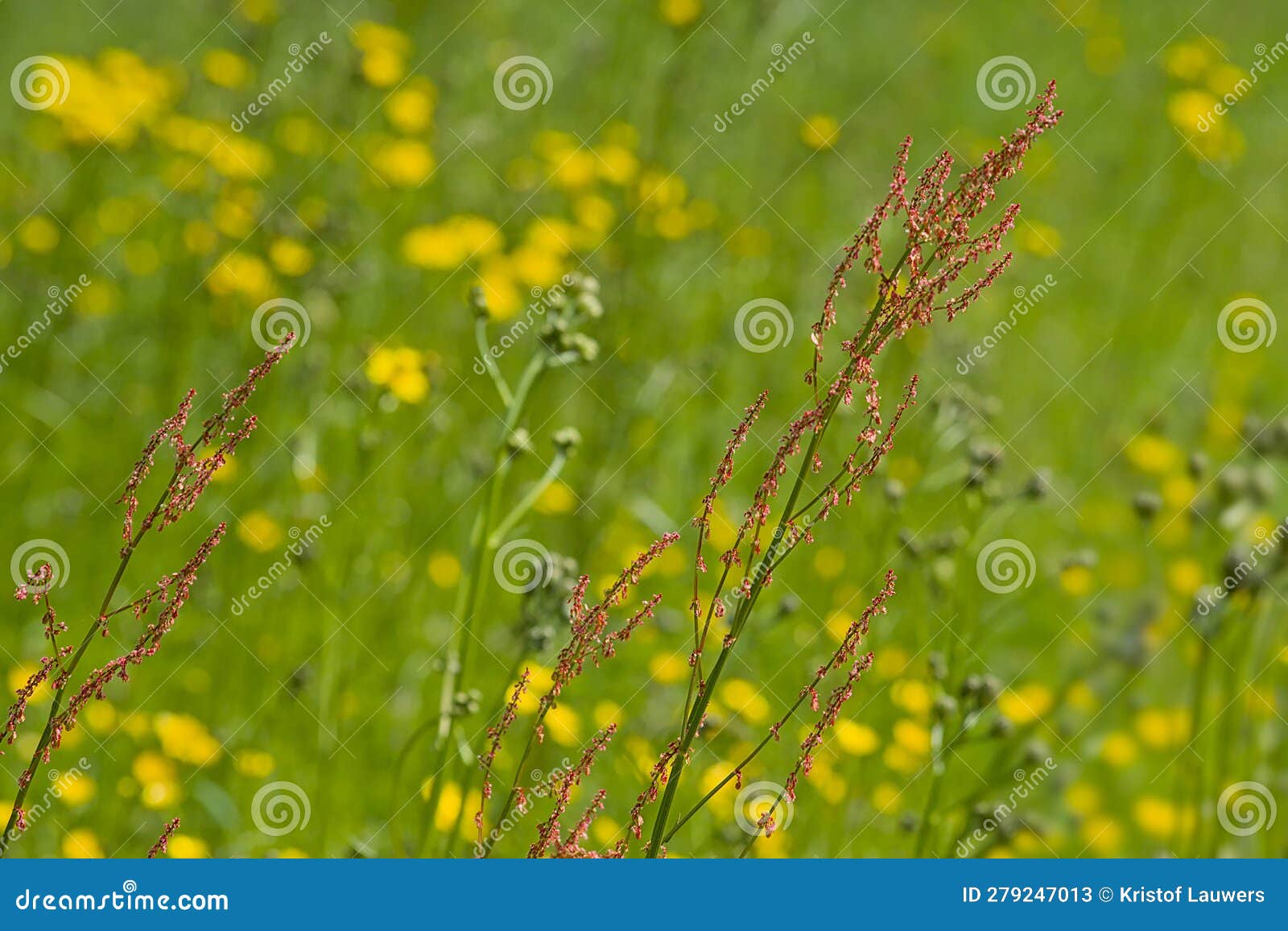 red flowers of common sorrel in a meadow