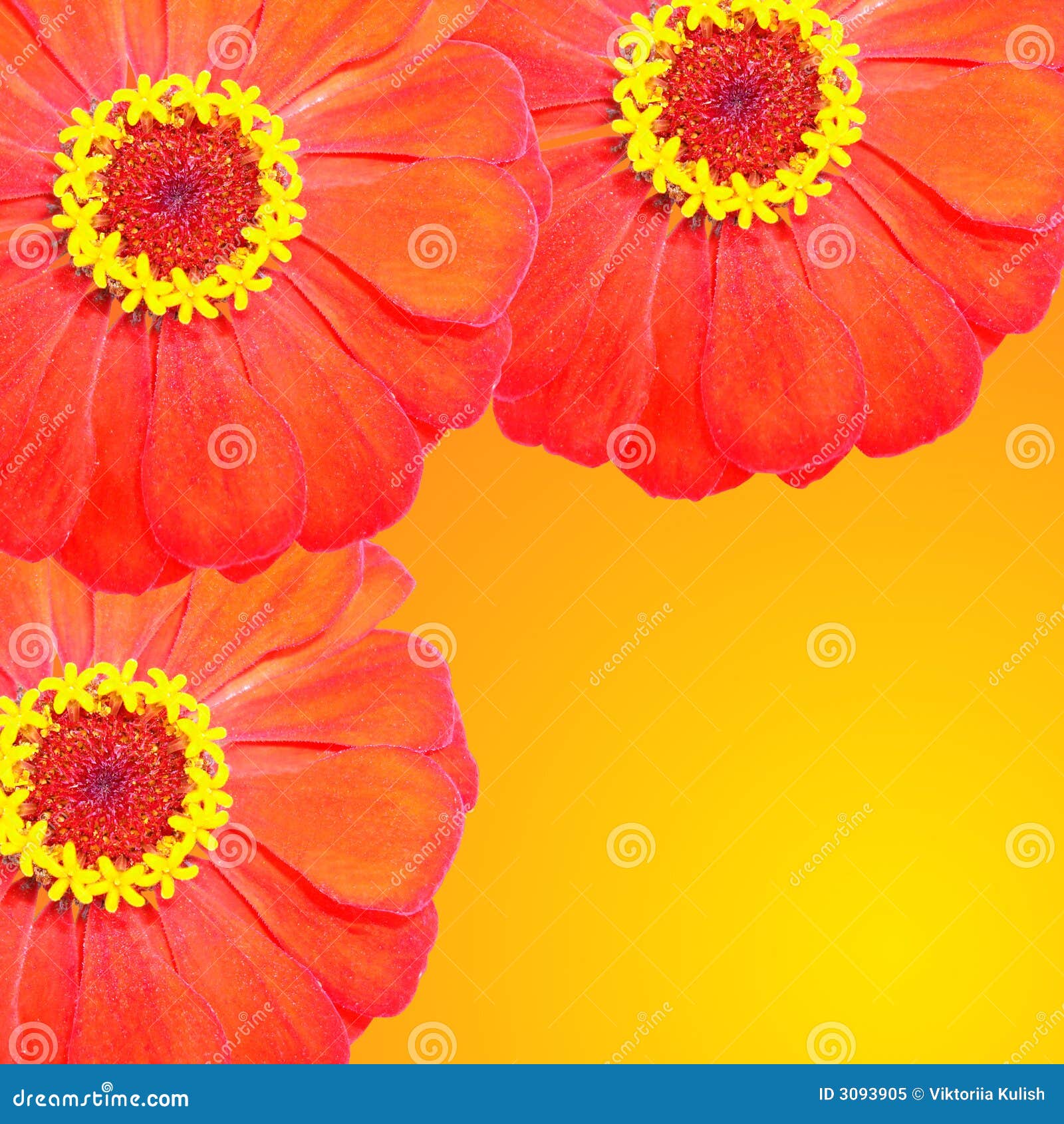 Red flowers for decoration stock image. Image of arrangement 3093905