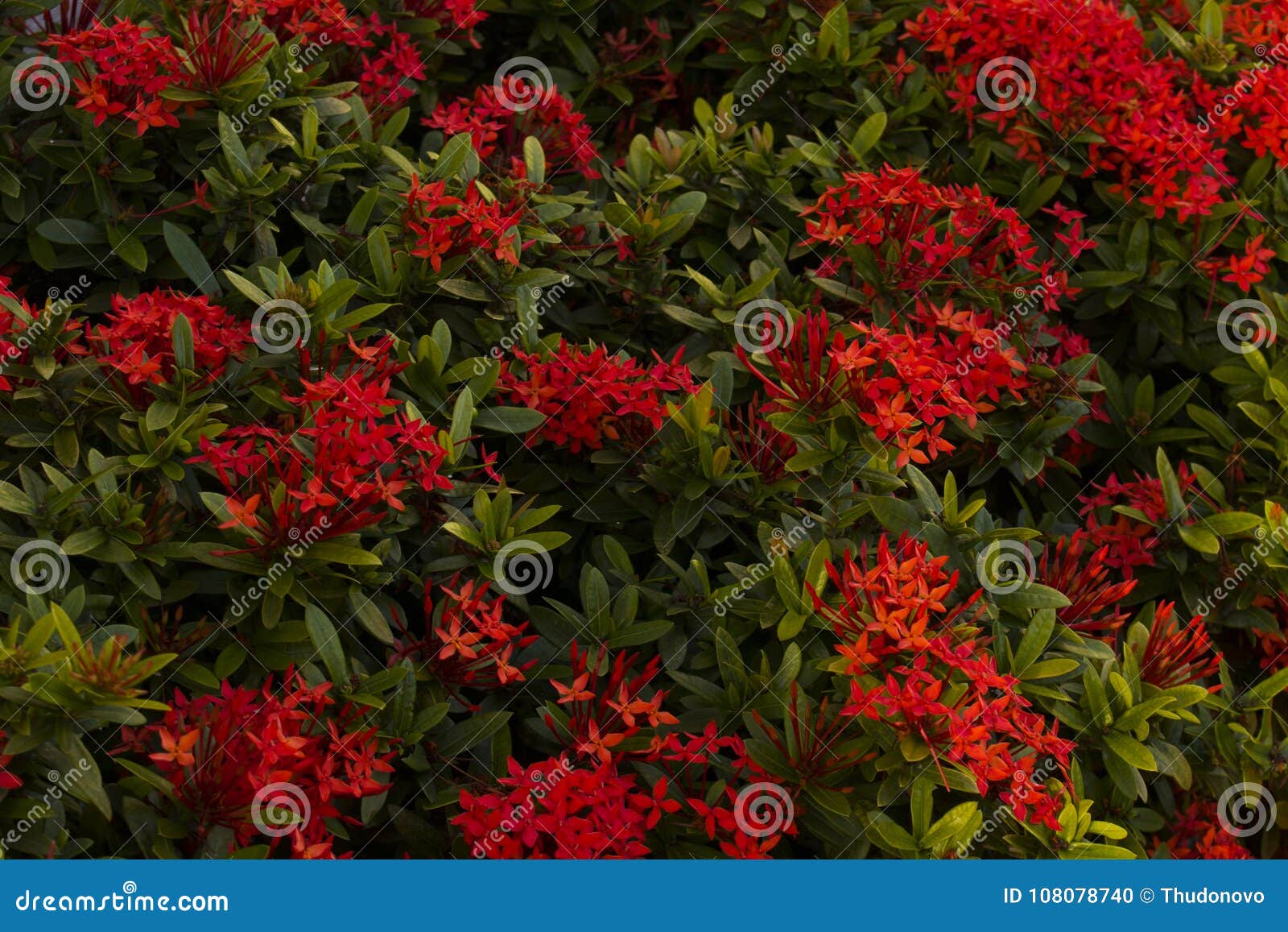 Red Flowers on Evergreen Shrub. Stock Photo   Image of florescence ...