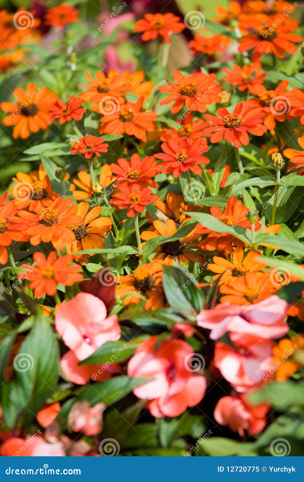 Red flowers field stock image. Image of design, aromatherapy 12720775