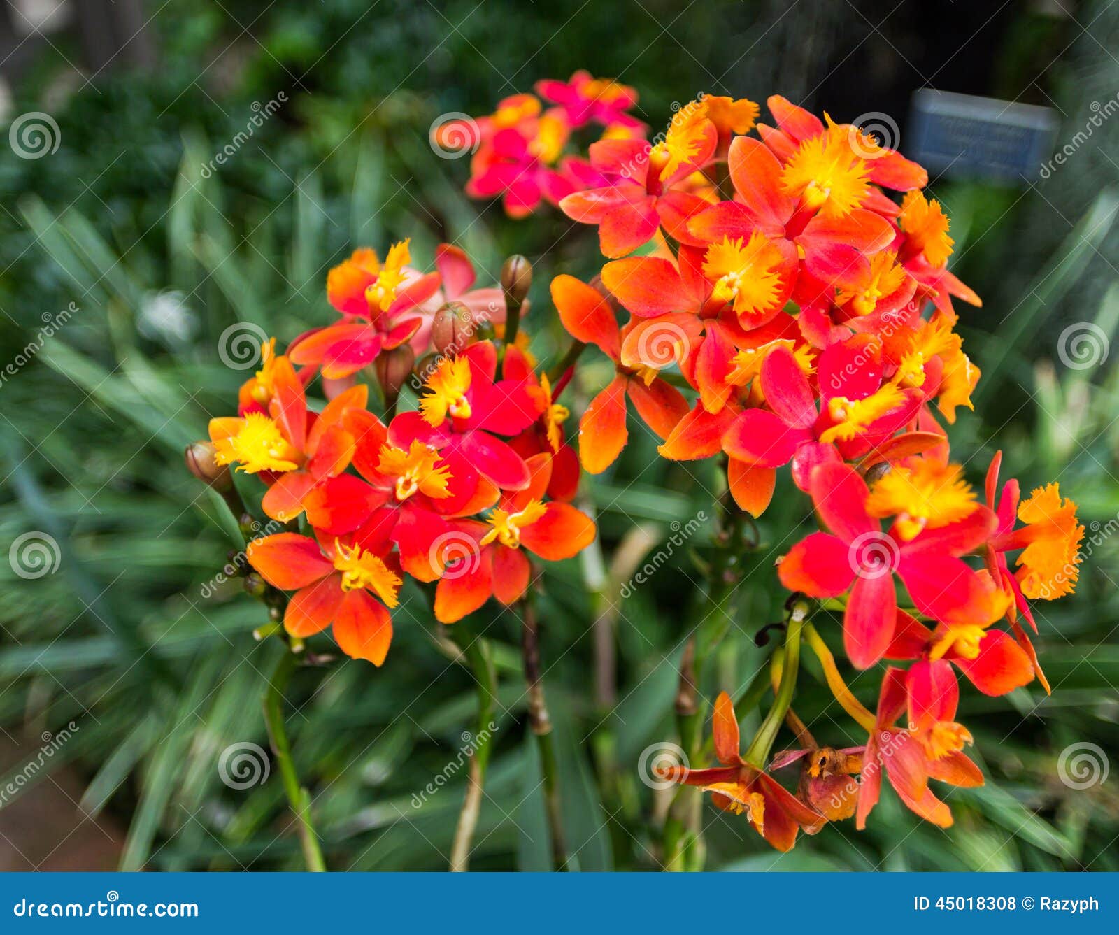 Red flowers stock photo. Image of flowers, green, yellow 45018308