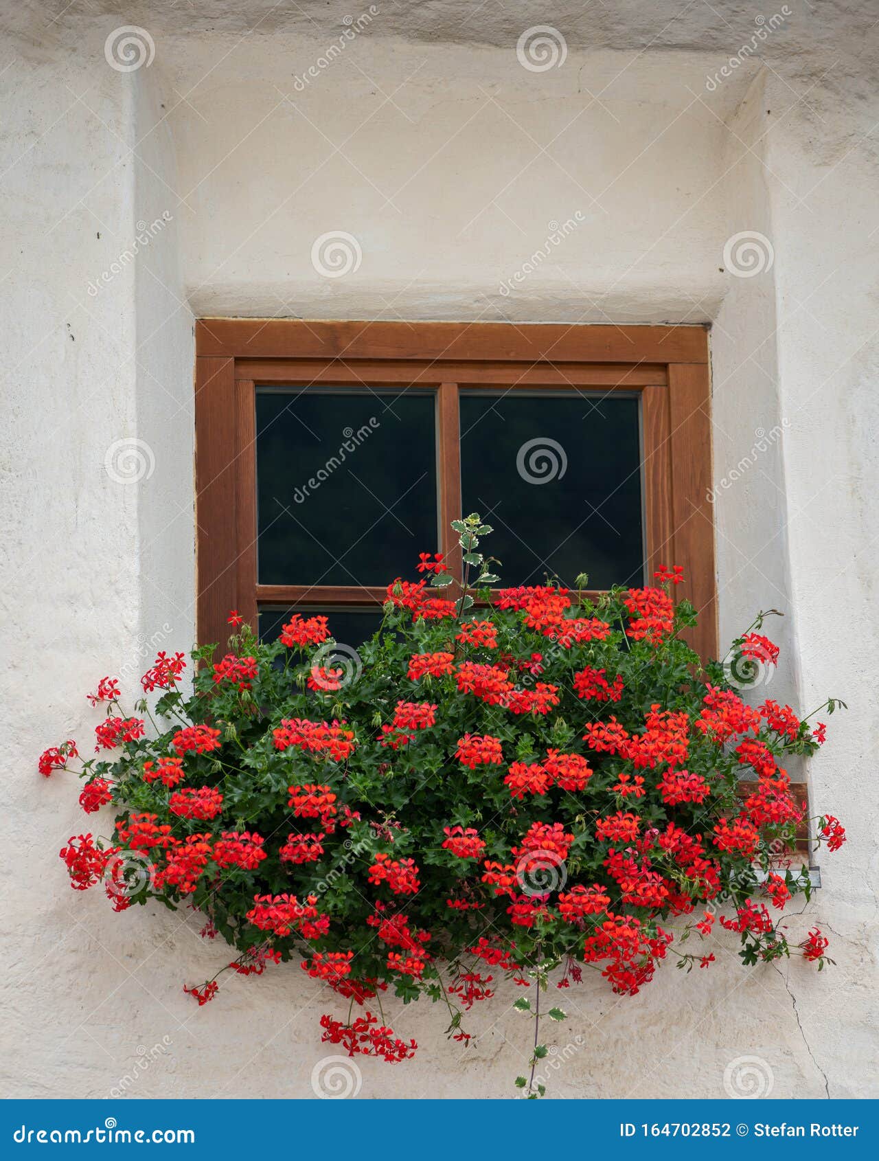 red flowers in front of a small window of a very old house in burgeis