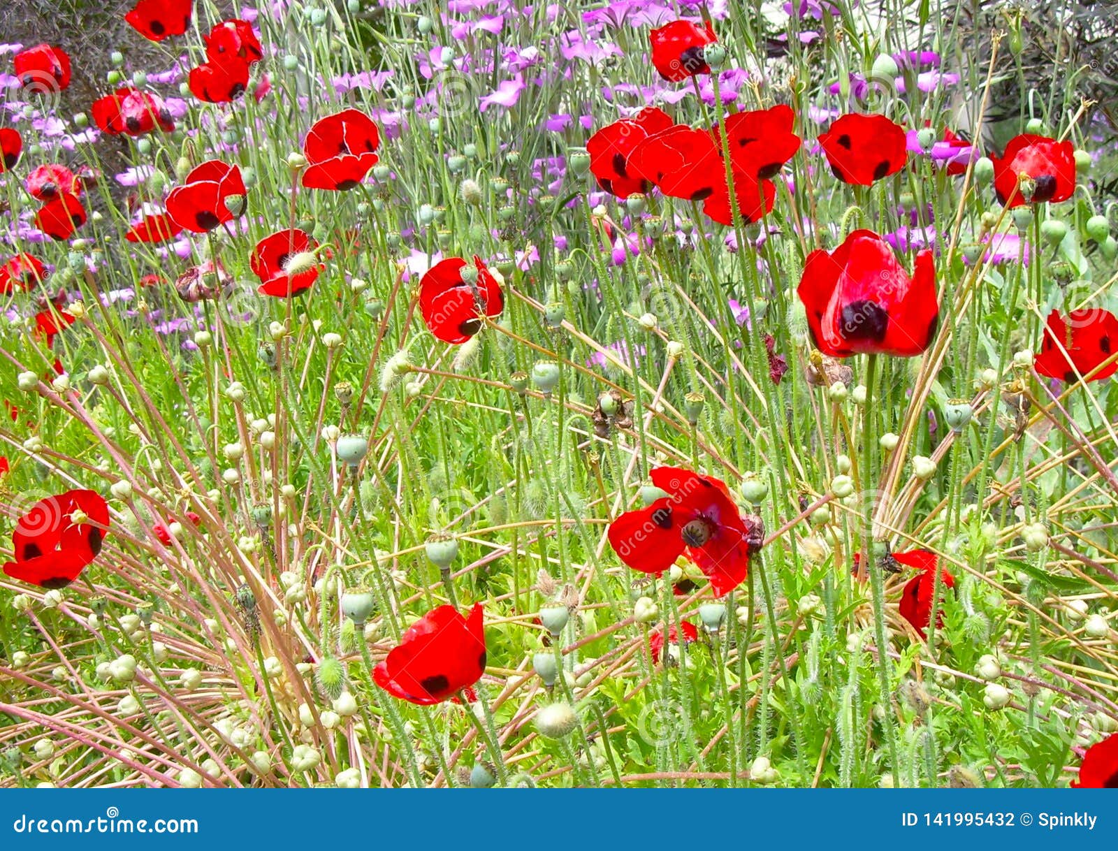 Red flowers in the garden stock photo. Image of garden 141995432