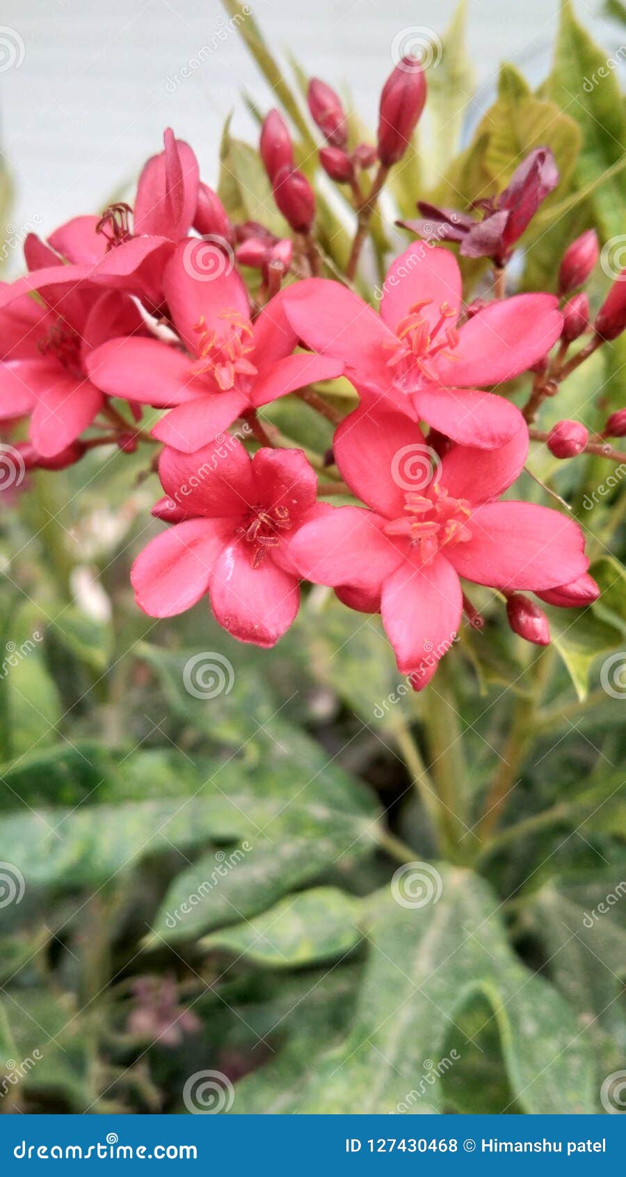 Red Flowers in garden stock photo. Image of buautiful - 127430468