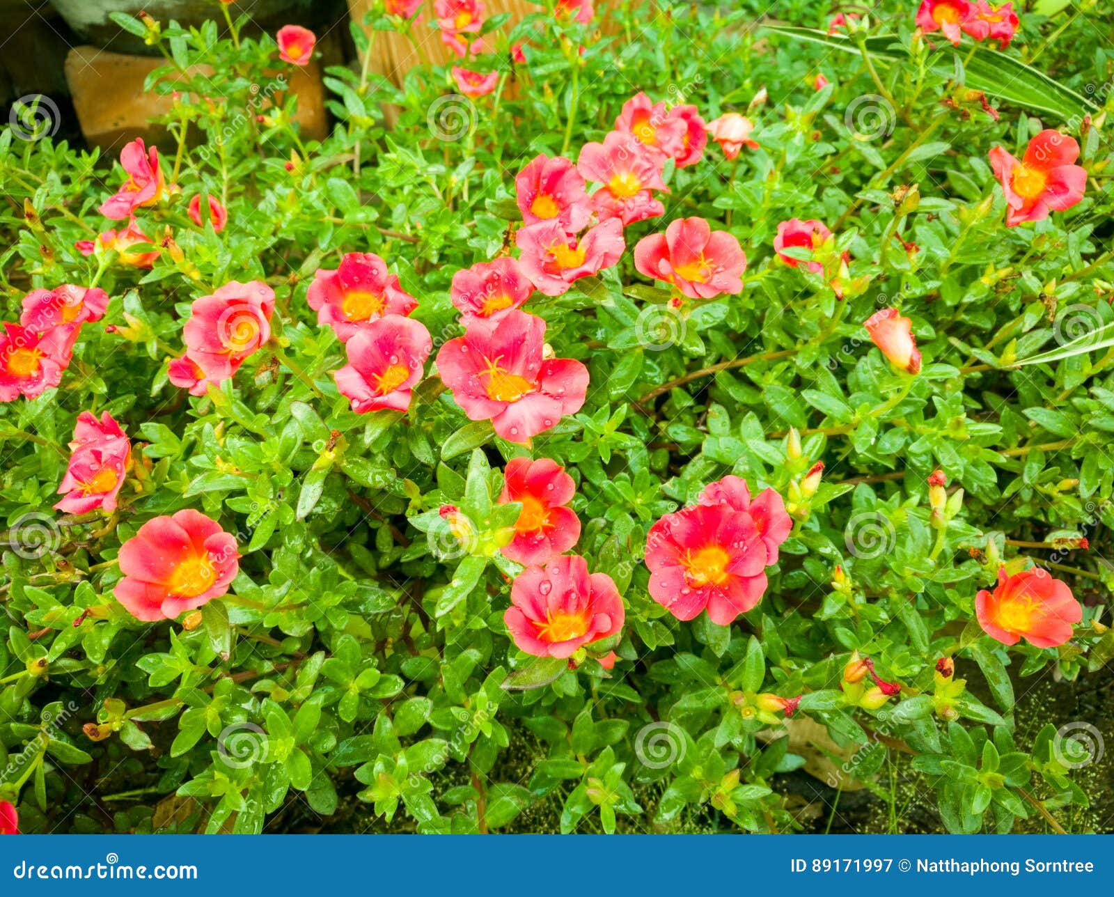 Red flowers stock image. Image of garden, fresh, nature 89171997