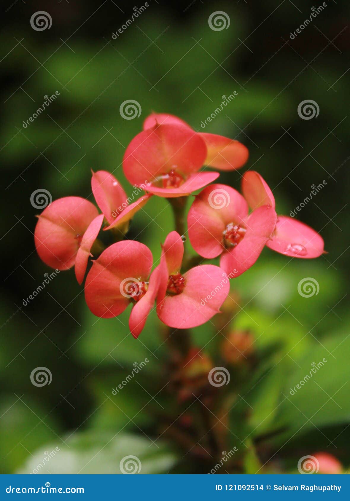 Red Flowers With Green Background In The Bryant Park Kodaikanal Stock Photo Image Of City Beautiful 121092514
