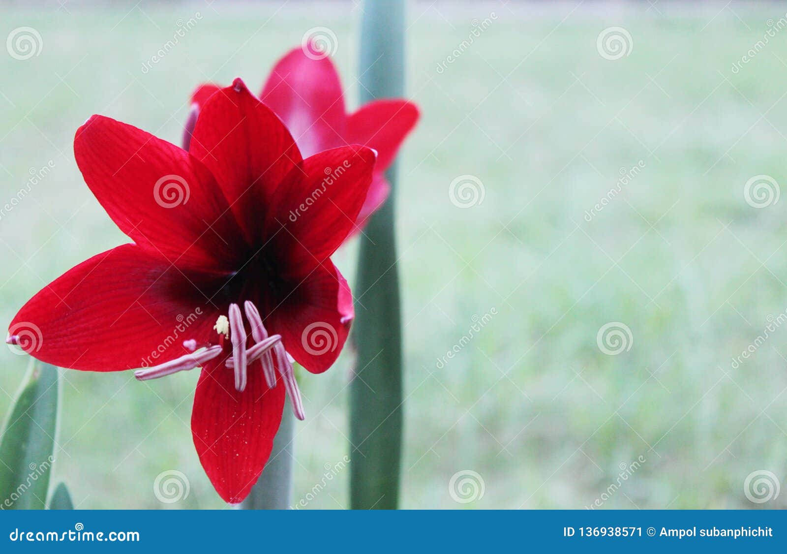 Red Flowers on Green Background Stock Image Image of beauty, health
