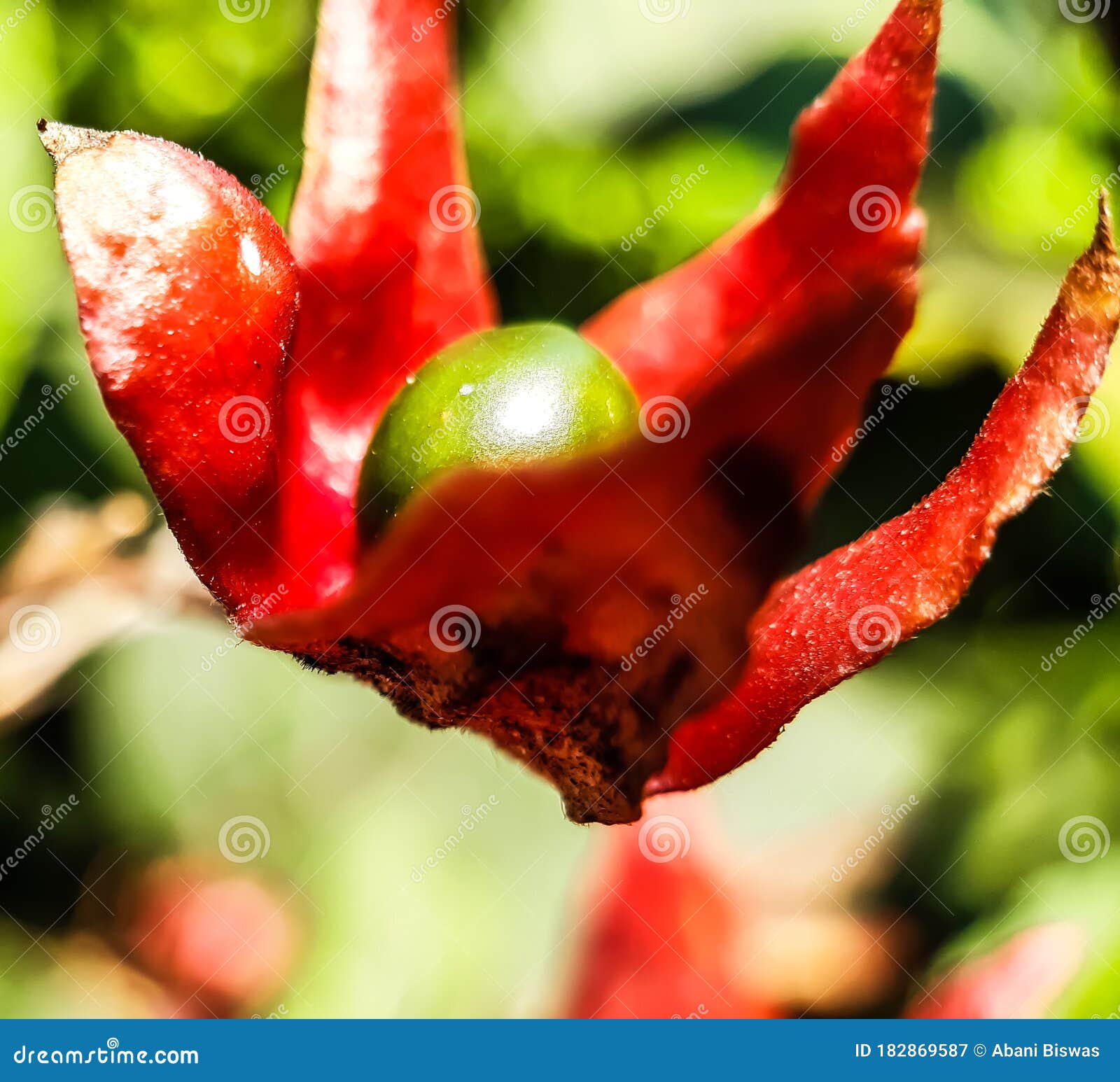 Arbre à fleurs rouges avec des fruits verts