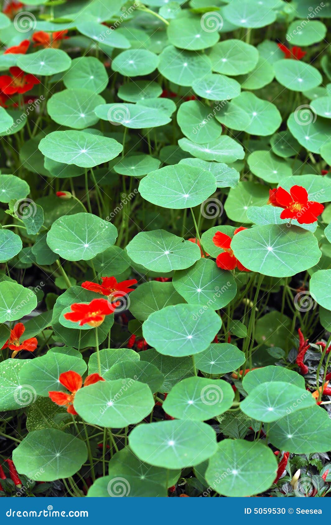 Red flowers with green leaves in garden