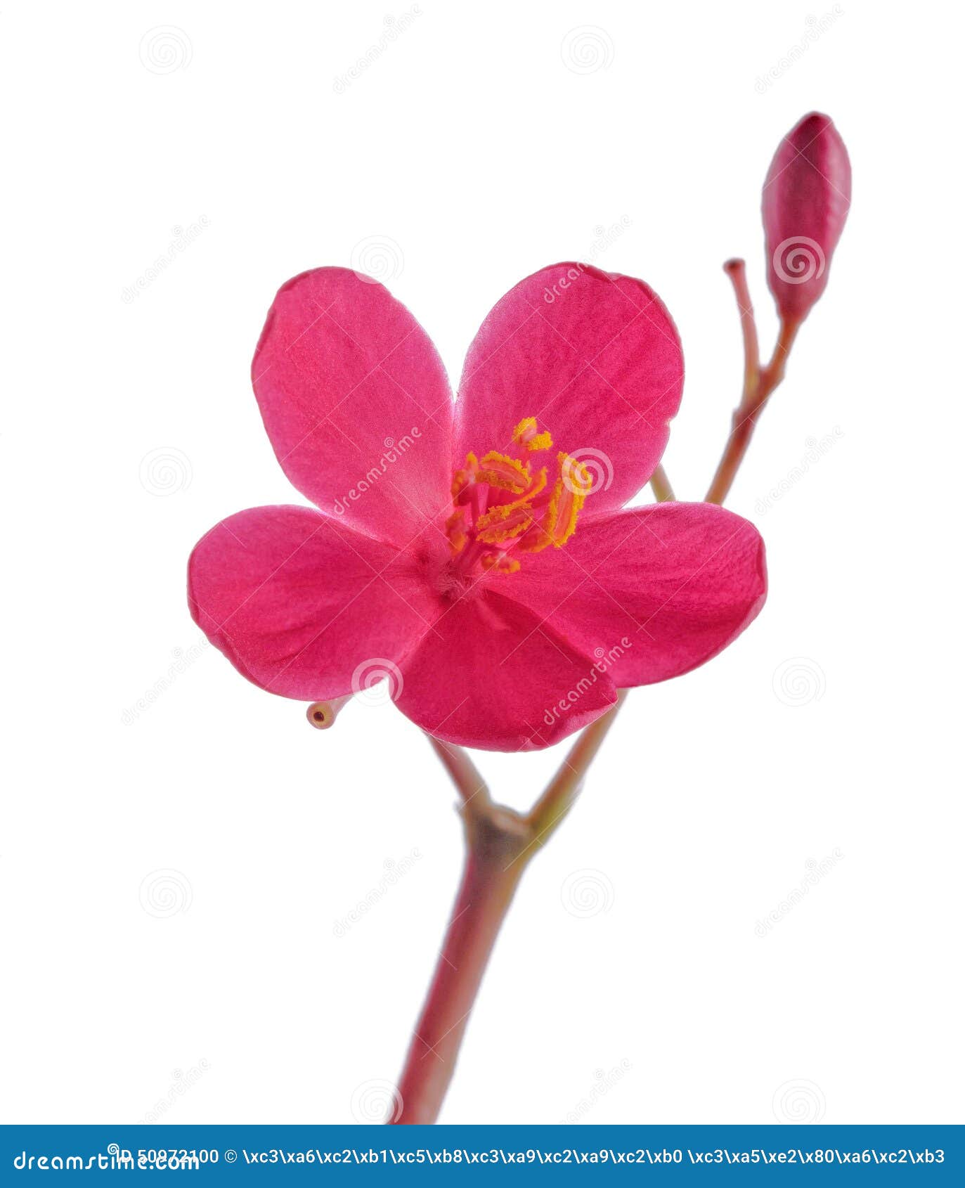 Red Flowers Isolated on White Background Stock Photo Image of
