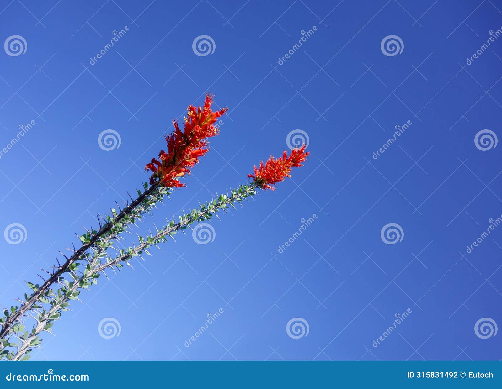 red flowers of ocotillo (fouquieria splendens) against blue sky