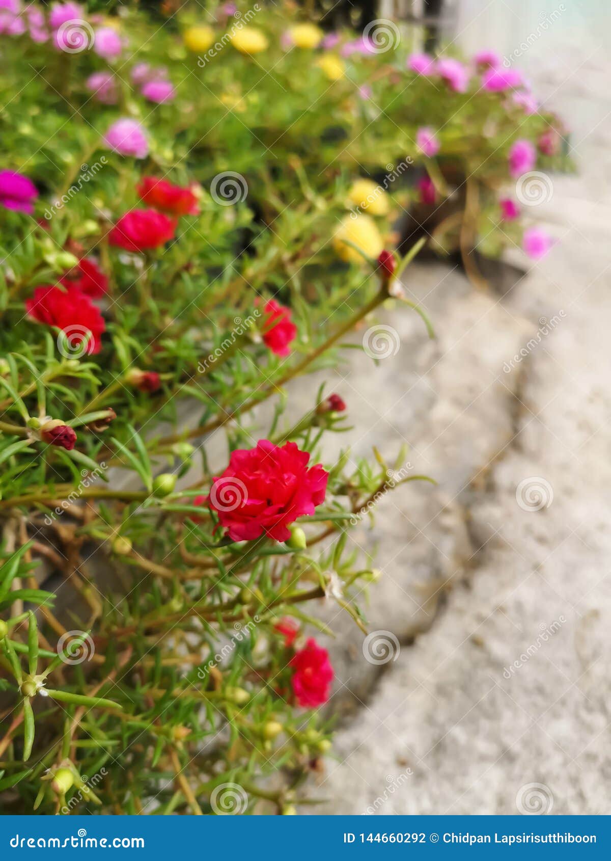 Cement Floor Flower Design Photos