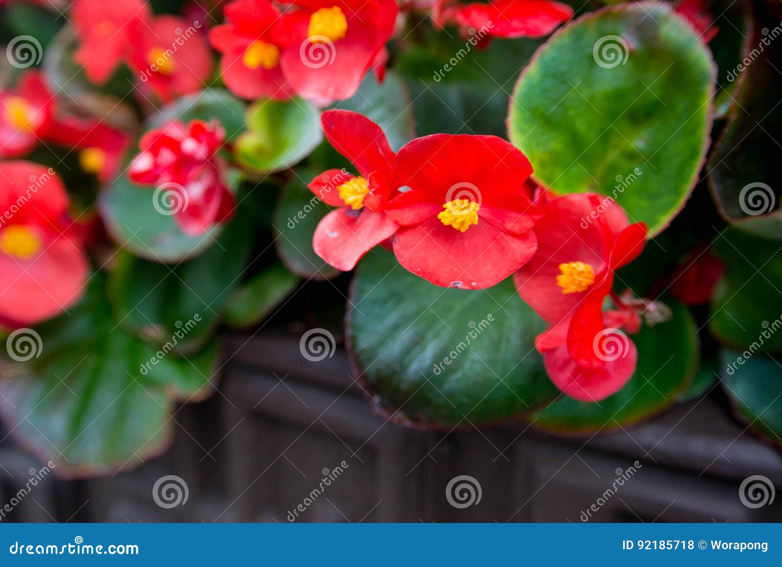 Red flowers in pots stock photo. Image of bloom, botanic 92185718