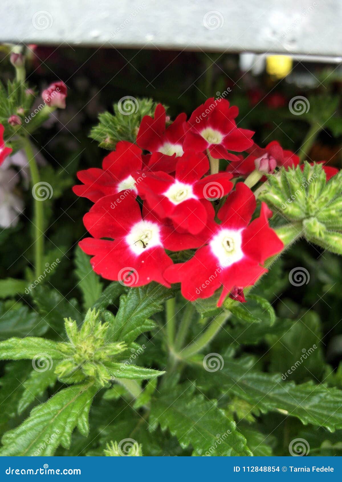 Red flowers stock photo. Image of flowers, white, plant 112848854