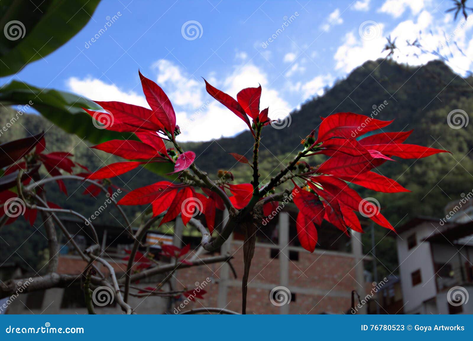 Red Flowers from South America Stock Image Image of aromatic, healthy