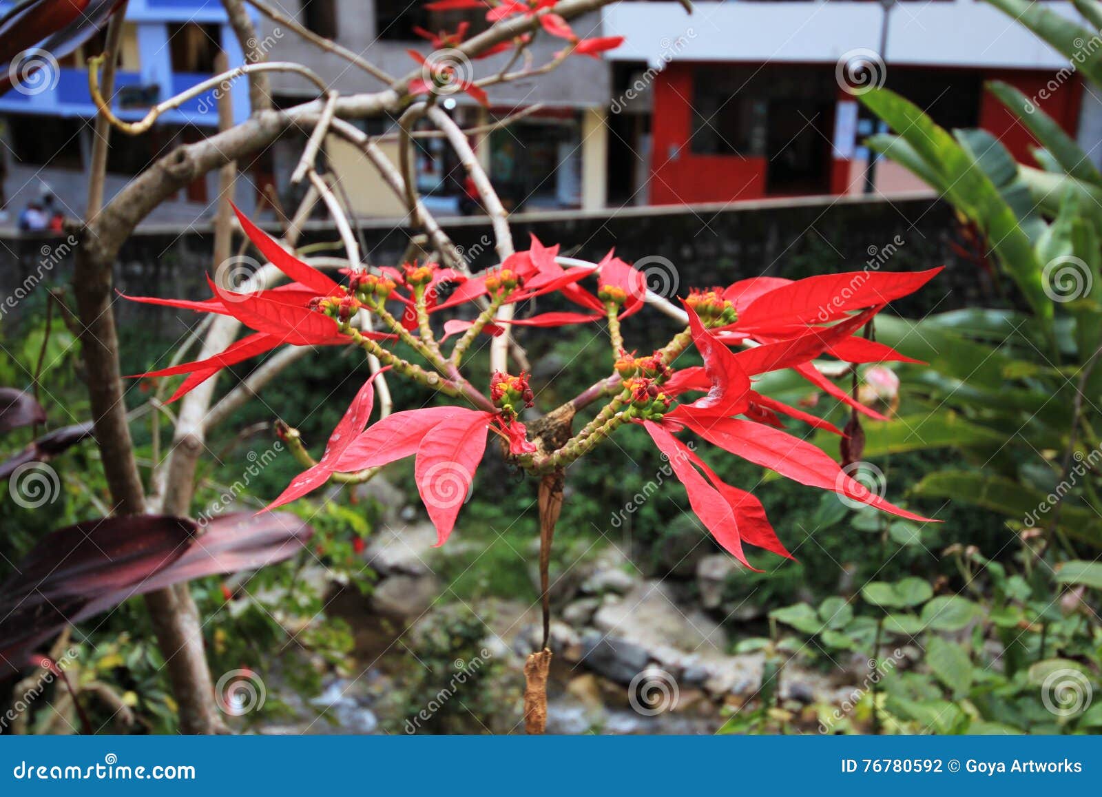 Red Flowers from South America Stock Photo Image of background