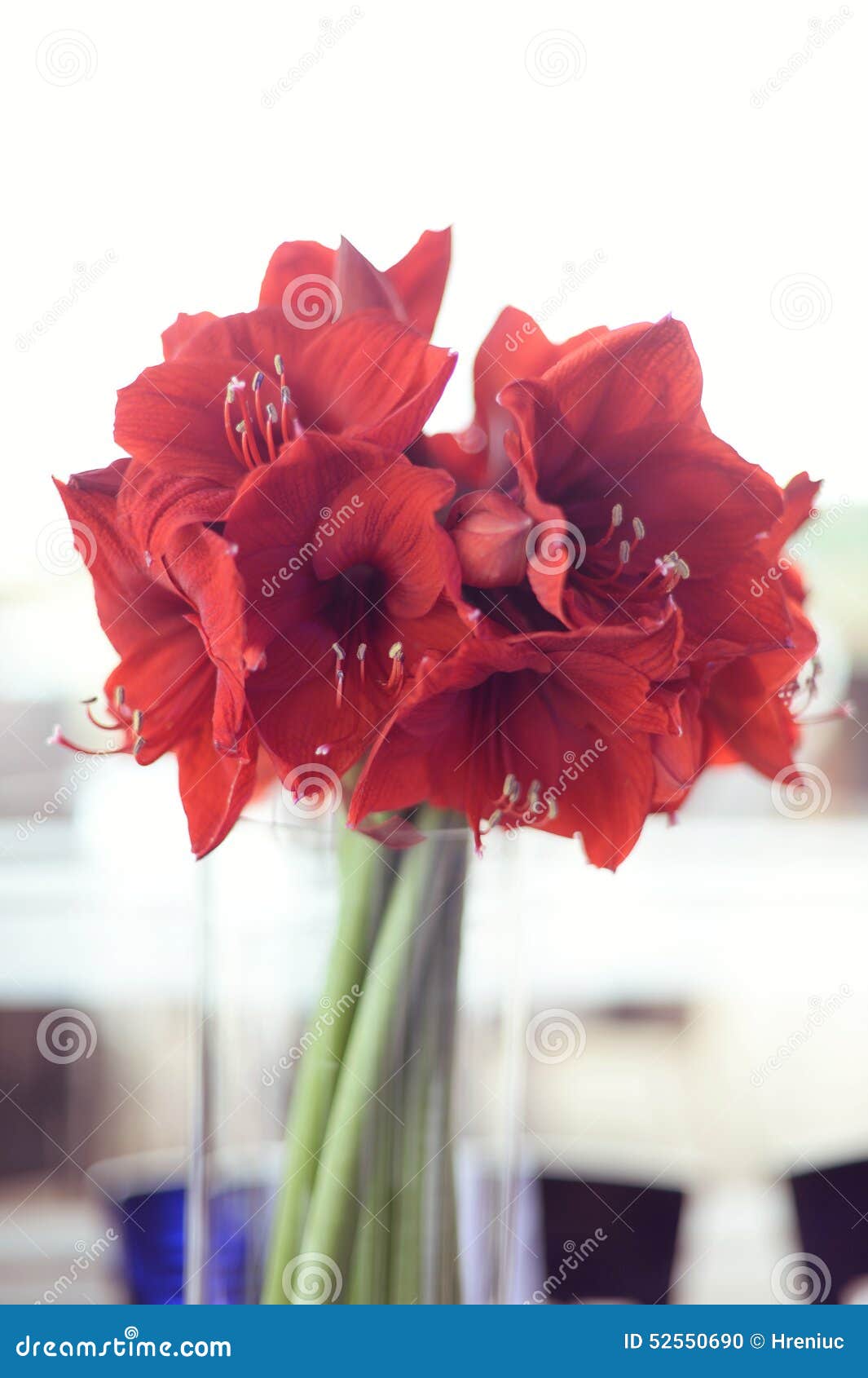Red flowers in a vase stock photo. Image of beauty, celebration 52550690