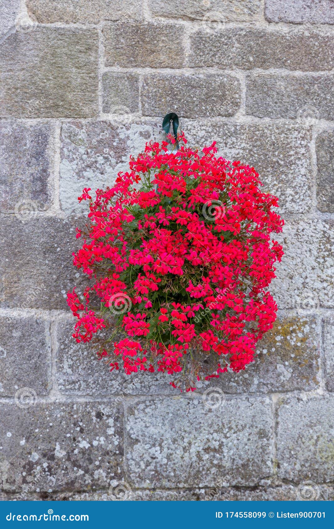 Red flowers on the wall stock image. Image of flowers 174558099
