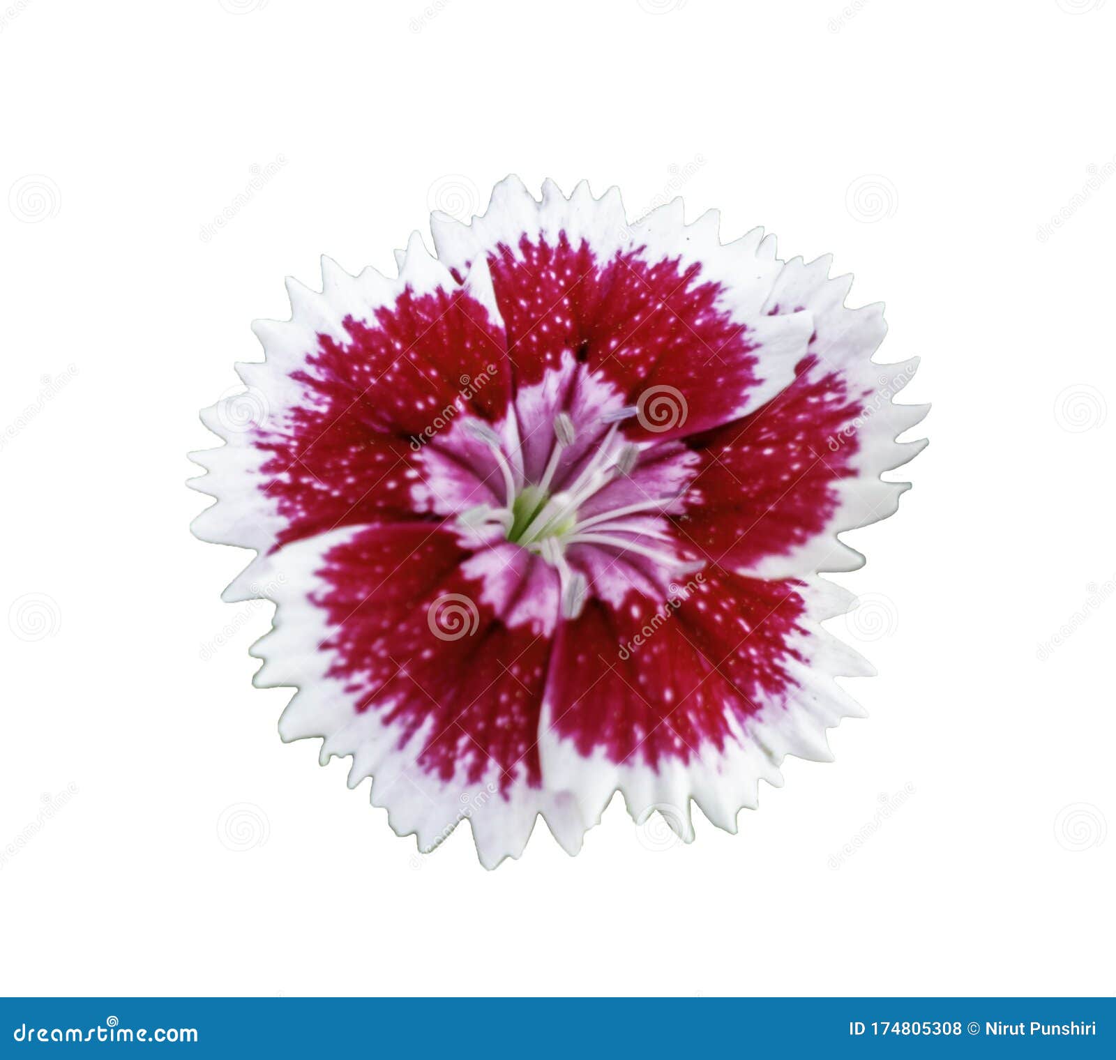 Red Flowers on White Background Stock Photo Image of season, color