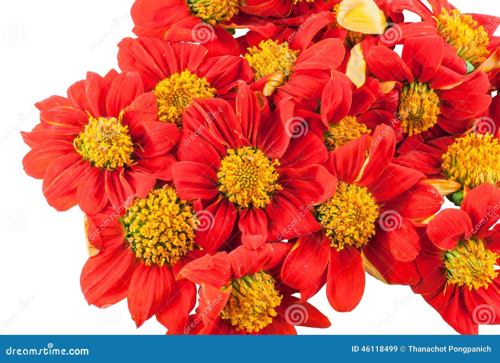 Red flowers stock image. Image of flower, macro, color 46118499