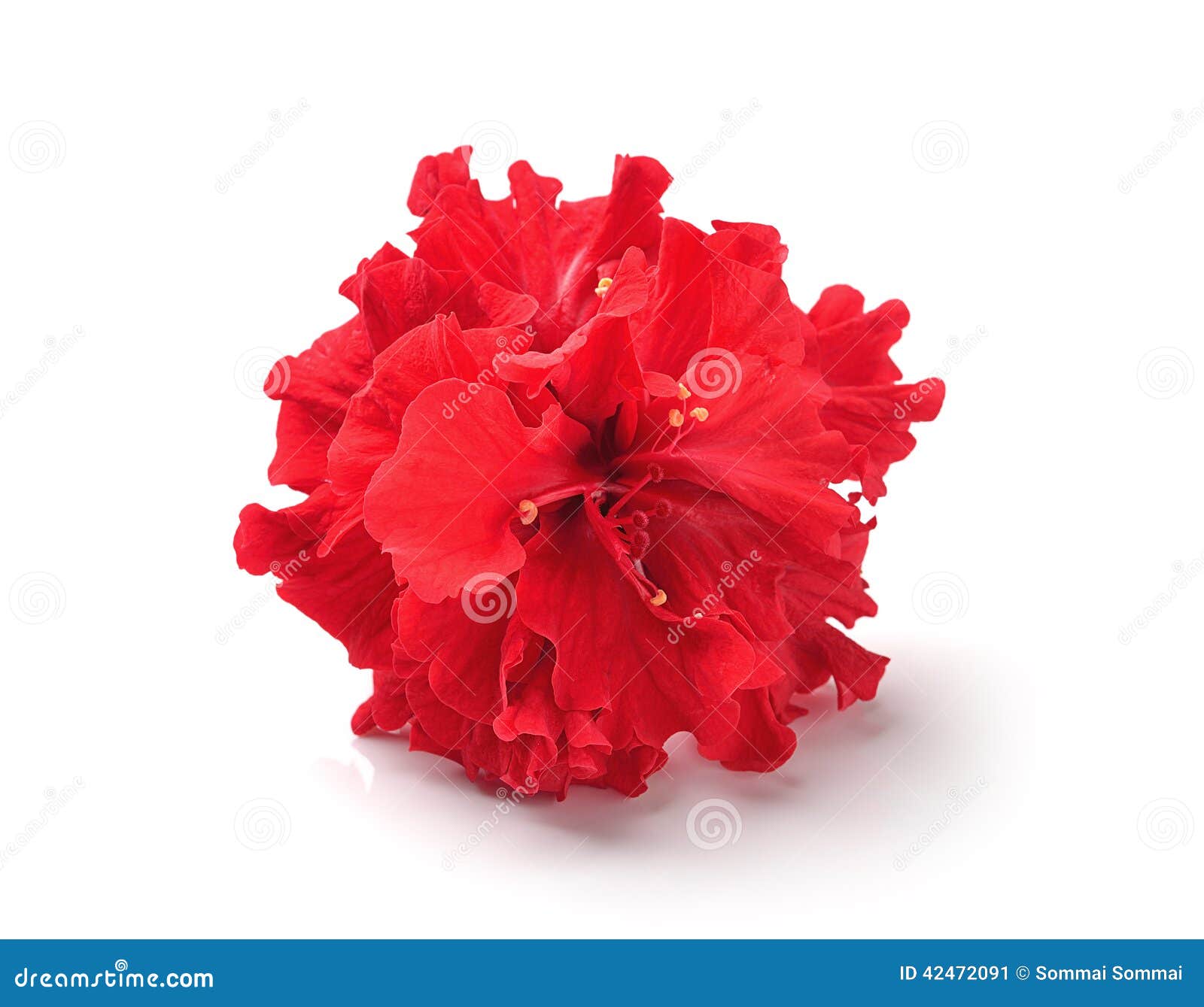Red Flowers on White Background Stock Image Image of plant, beauty 42472091