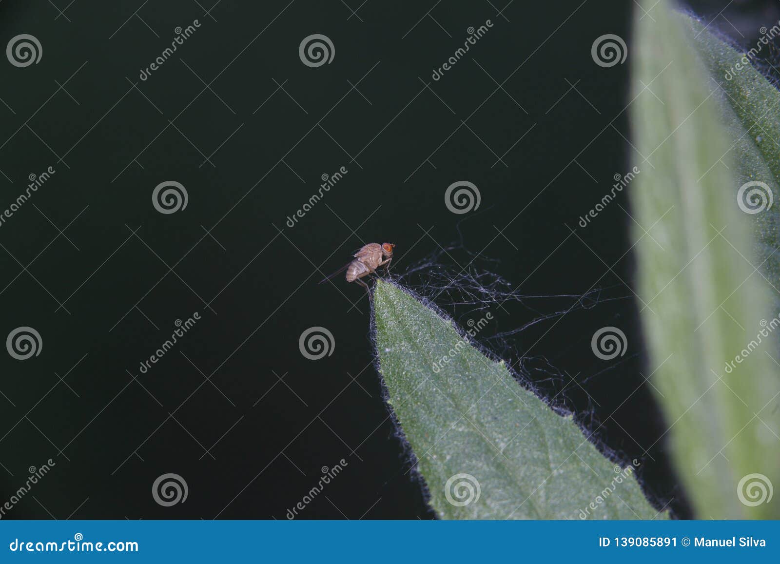 red fly on cactus leaf