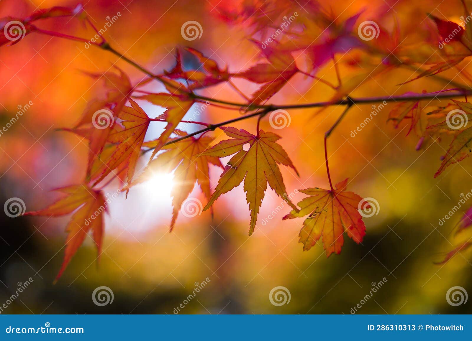 red foliage of japanese maple tree